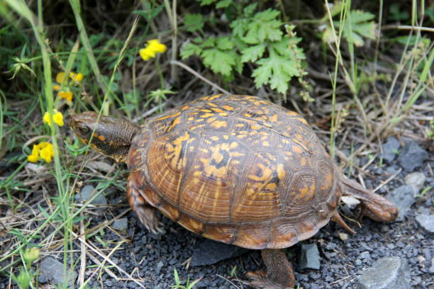 istock Eastern box turtle, seen in Latourette Park, Staten Island, NY 1402339099