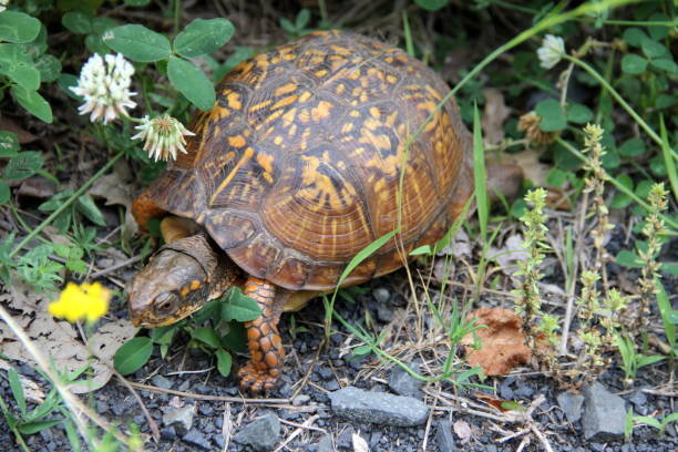 istock Eastern box turtle, seen in Latourette Park, Staten Island, NY 1402339126