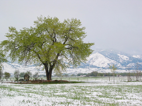 Tree in spring, with snow on the ground, Colorado.