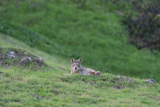 istock Coyote Laying on Green Grassy Meadow Hill 1402339305