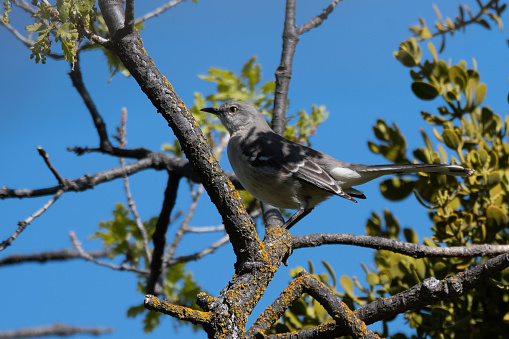 Dusky Flycatcher Bird Perched on Tree Branch