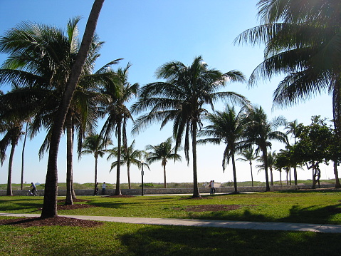 Palm trees at Miami Beach, Florida.