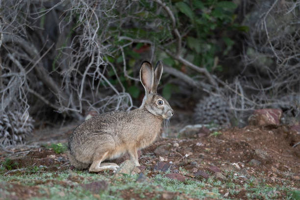 istock Black-Tailed Jackrabbit Hare Sitting Near Bushes 1402339323