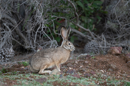 Black-Tailed Jackrabbit Hare Sitting Near Bushes