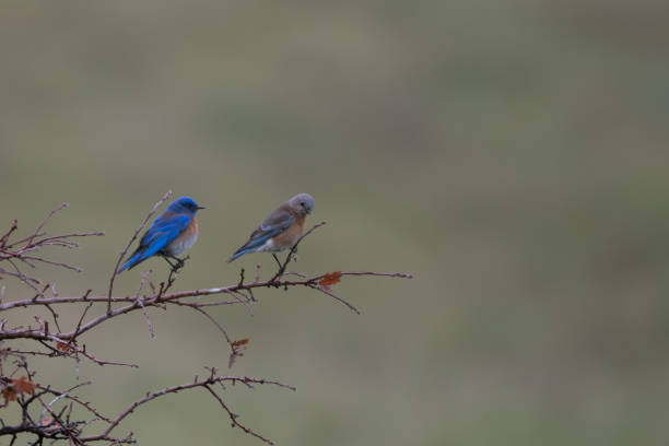 istock Two Western Bluebird Pair/Couple Perched on Tree Branch 1402339351