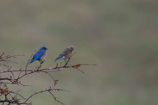 Photo of Two Western Bluebird Pair/Couple Perched on Tree Branch