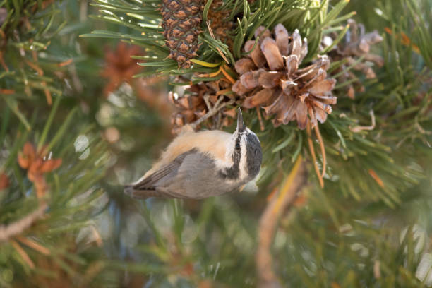 Male Red-Breasted Nuthatch Bird Foraging for Food on Tree
