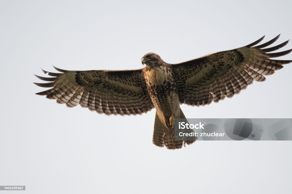 Immature Young Red-Tailed Hawk Buteo in Flight/Flying with Wings Spread Red-tailed Hawk Stock Photo