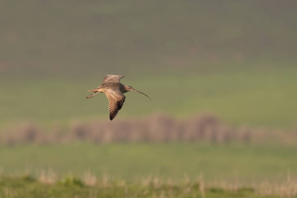 Long-Billed Curlew Bird Flying/In Flight Hunting for Food Long-Billed Curlew Bird Flying/In Flight Hunting for Food numenius americanus stock pictures, royalty-free photos & images