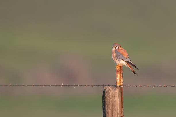 istock American Kestrel Bird Perched on Fence 1402339406