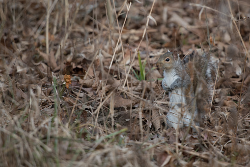 Eastern Gray/Grey Squirrel Standing on Hind Legs Caching Food in Winter