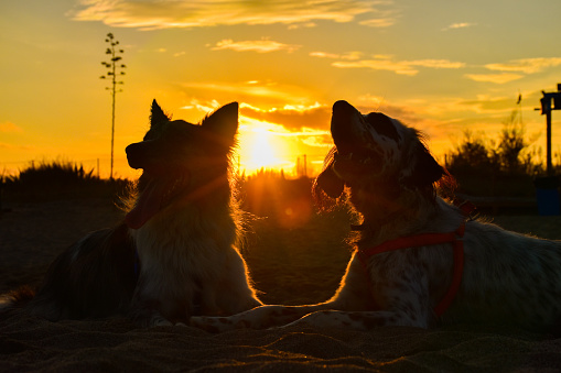 profile of two dogs during the sunset at the beach
