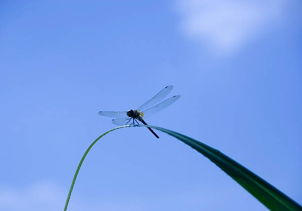 libélula azul - tail fin imagens e fotografias de stock