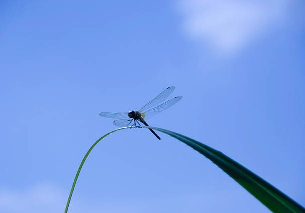 синий dragonfly - tail fin фотографии стоковые фото и изображения