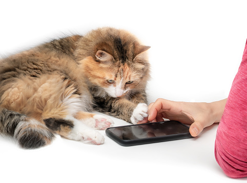 Kitty with paw on hand of woman while lying behind phone on a table. Phone with black screen. Pets using technology concept. Selective focus. White background.