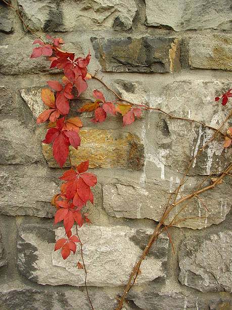 stone wall with red wine leaves stock photo