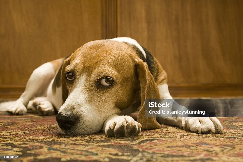 Triste Beagle n ° 1 - Photo de Chien libre de droits