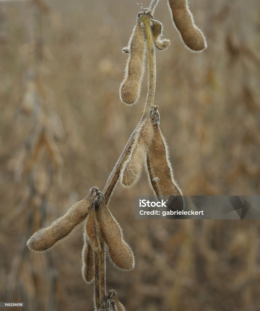 Soybeans - Lizenzfrei Agrarbetrieb Stock-Foto
