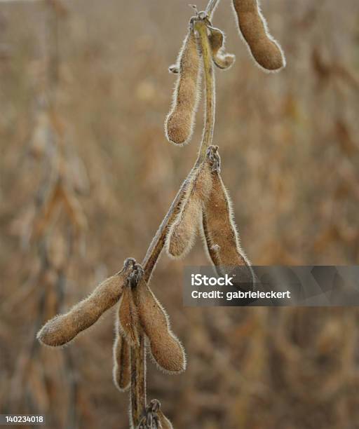 Soybeans Stockfoto und mehr Bilder von Agrarbetrieb - Agrarbetrieb, Bohne, Einzelner Gegenstand