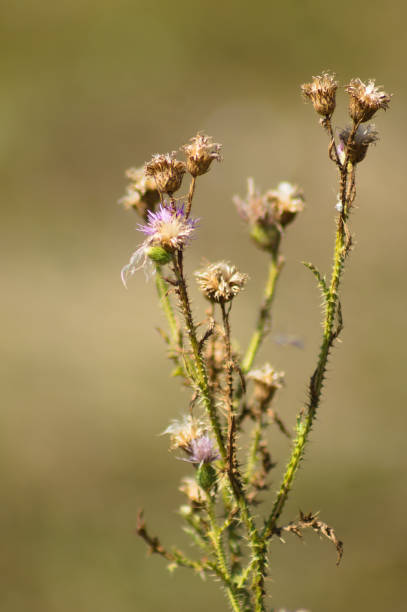 istock Closeup of dried marsh thistle flowers with blurred background 1402340223