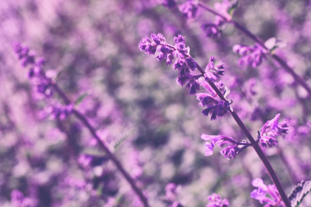 istock catnip, cat mint blooms in the garden 1402341414