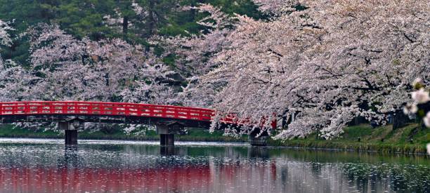 istock river bridge and pink flower tree cherry blossom 1402341665