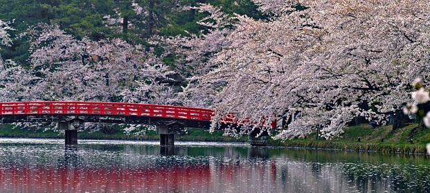 river bridge and pink flower tree cherry blossom