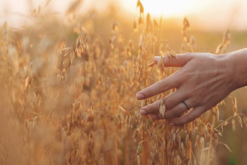 Woman hand holding oat stems in sunset light, hand close up. Summer grain harvest and rural slow life. Young female hand with crop ears in field countryside. Atmospheric tranquil moment