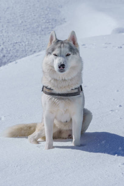 My husky in the snow looking at me angry