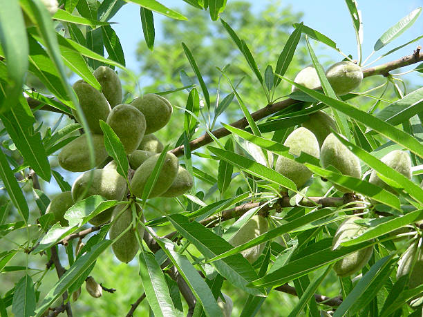 almond tree stock photo