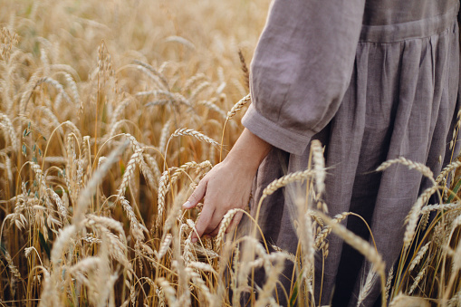 Woman hand holding wheat stems in field, cropped view. Atmospheric tranquil moment. Female in rustic linen dress touching ripe wheat ears in summer countryside. Rural slow life. Grain harvest