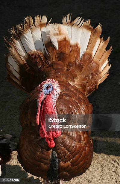 Tom Turchia - Fotografie stock e altre immagini di Animale - Animale, Animale in cattività, Composizione verticale