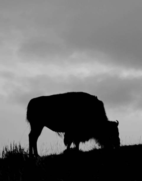 istock Lone Buffalo In Black and White 1402342510