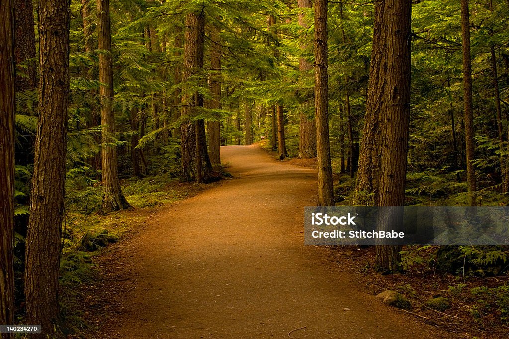 Weg im Wald/Wald - Lizenzfrei Weg Stock-Foto