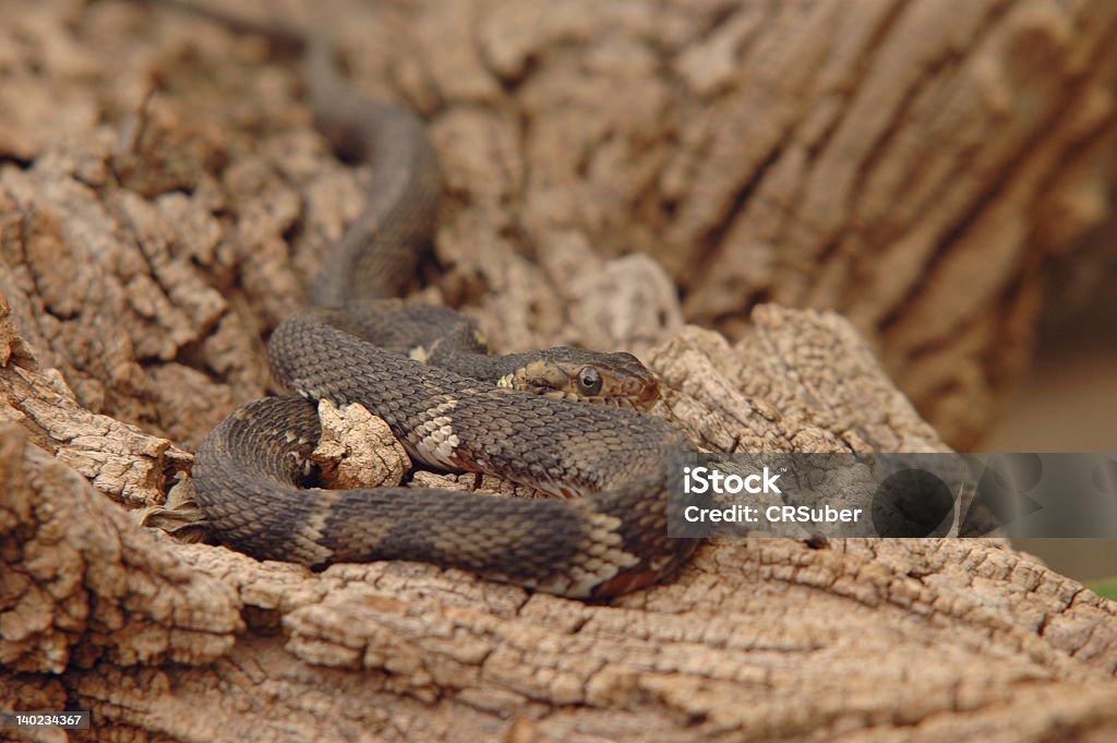 Snake on a log Brown Snake curled up on a log Animal Scale Stock Photo