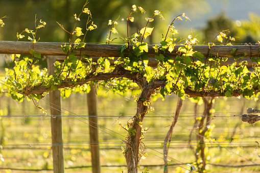 Seasonal Backdrops in Spring Vineyard at Sunset in Western USA Weather and Seasons Background Photo Series