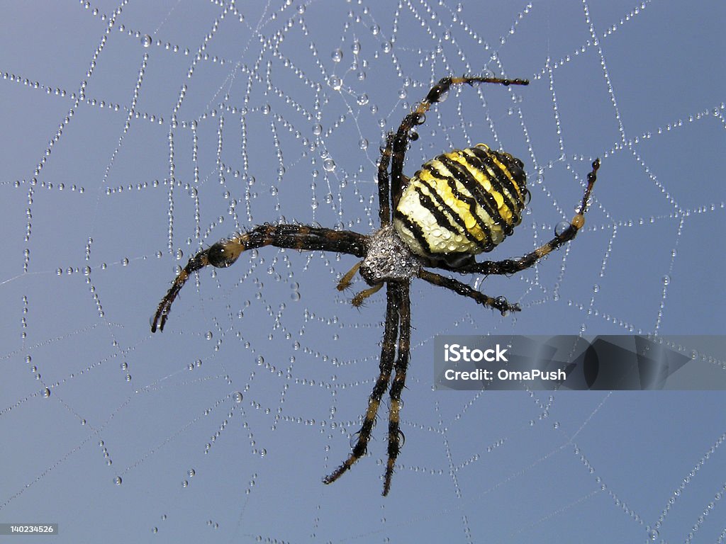 Spider. Spider. A spider on a web. On a web morning dew. Animal Body Part Stock Photo