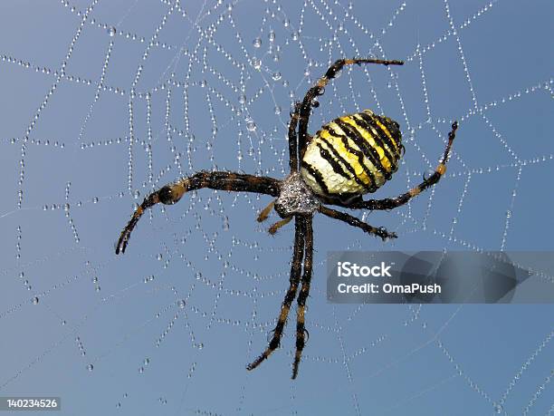 Spider Stock Photo - Download Image Now - Animal Body Part, Animal Leg, Animal Limb