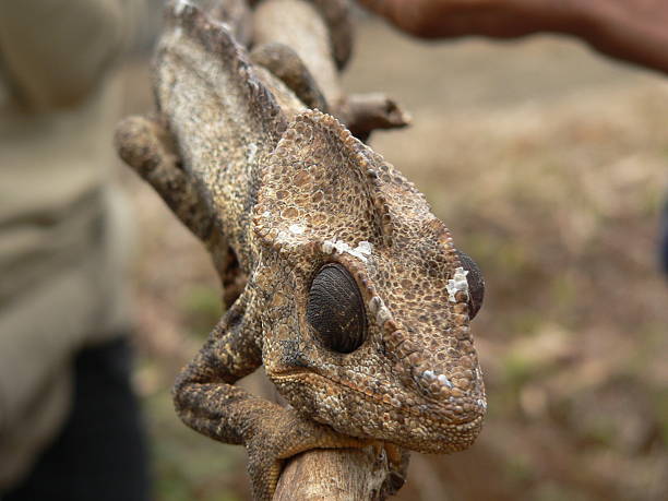 Chameleon with "sunglasses" stock photo