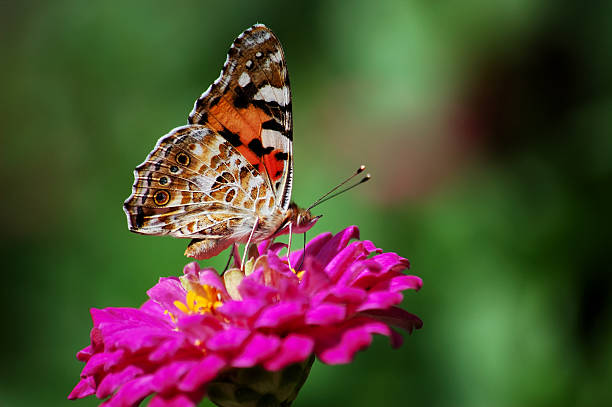 istock Butterfly on the flower 140234597