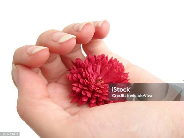 Flor Vermelha Em Uma Mão Sobre Fundo Branco - Fotografias de stock e mais imagens de Arranjo de flores - Arranjo de flores, Beleza natural, Botânica - Ciência de plantas