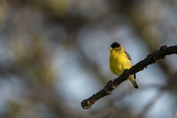 istock Male Juvenile/Immature Wilson's Warbler Bird Perched on Branch 1402346190