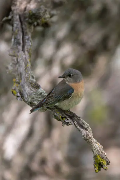Photo of Female Western Bluebird Perched on Tree Branch