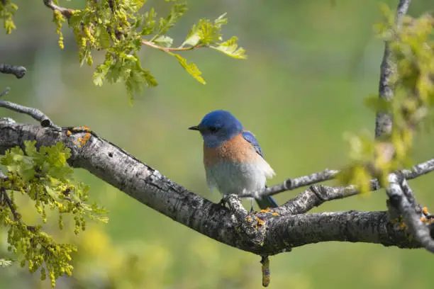 Photo of Male Western Bluebird Perched on Tree Branch