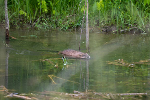 Muskrat Swimming Through Creek Water