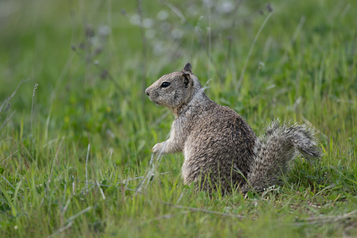 California Ground Squirrel Guarding Burrow/Den