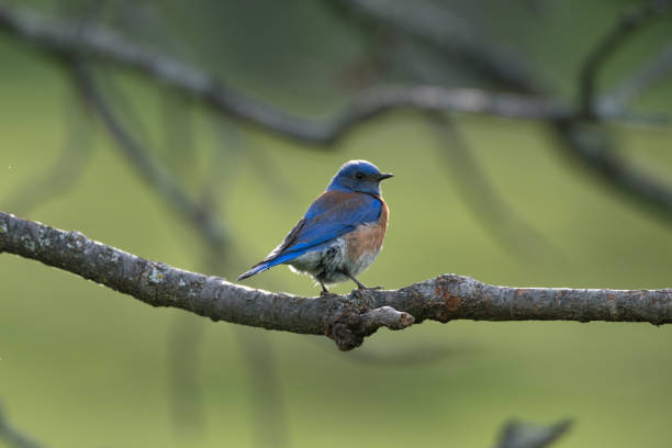 istock Male Western Bluebird Perched on Tree Branch 1402346233