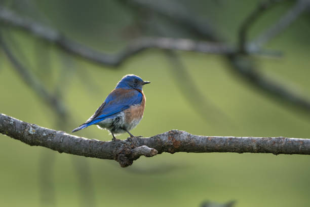 istock Male Western Bluebird Perched on Tree Branch 1402346236