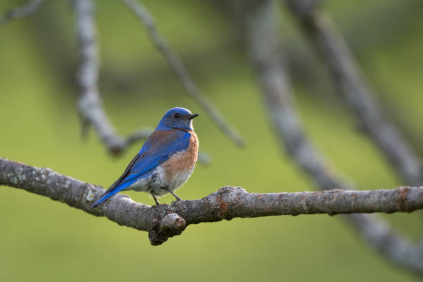 istock Male Western Bluebird Perched on Tree Branch 1402346243