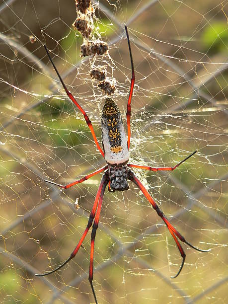 Multicolor Spider stock photo